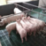 大型猪场三元仔猪猪场直供品种齐全防疫到位全国发货
