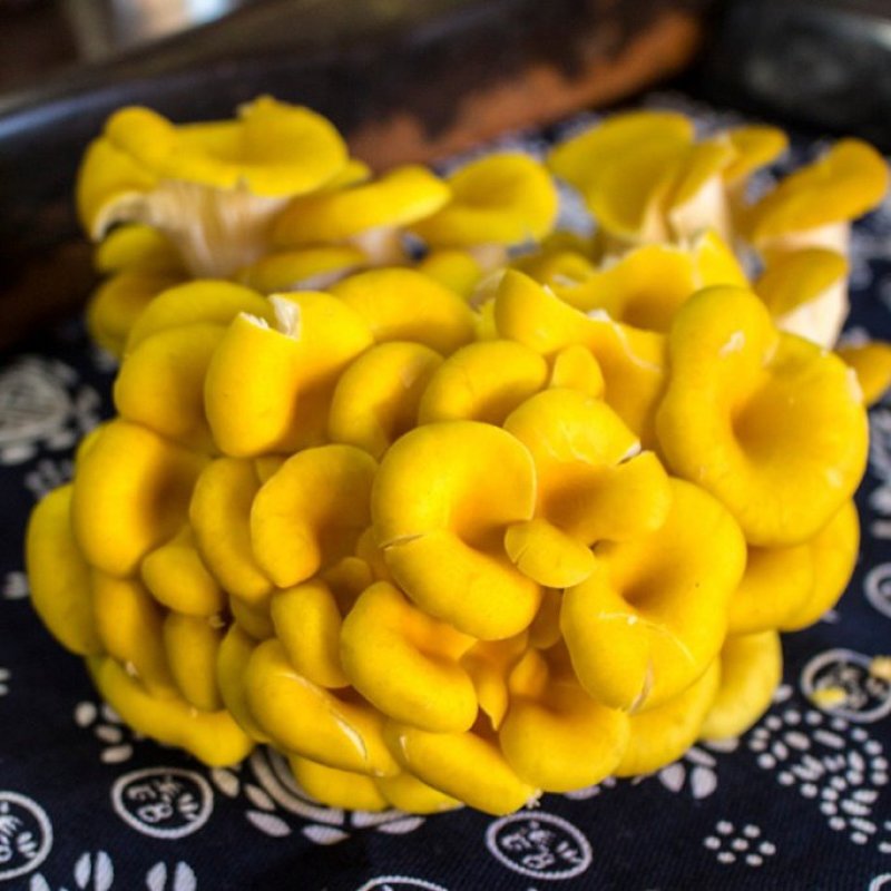 富硒榆黄蘑鸡油菌催嫩爽口使用菌鲜菌