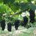 秋黑葡萄苗种苗水果苗，葡萄苗，秋黑葡萄树苗