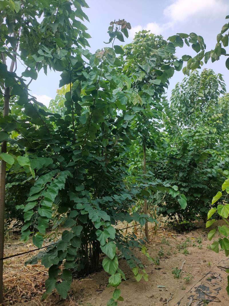 丛生巨紫荆高5米冠幅3米，巨紫荆基地批发！量大从优！