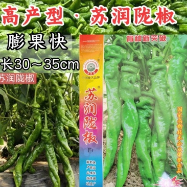 苏润陇椒螺丝椒种子辣椒种籽中早熟高产皱皮特辣厚皮