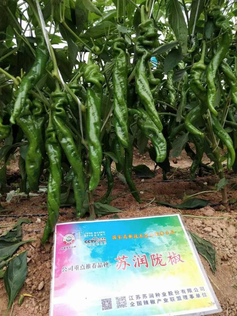 苏润陇椒螺丝椒种子辣椒种籽中早熟高产皱皮特辣厚皮
