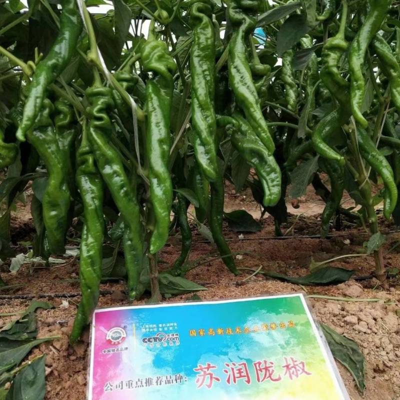 苏润陇椒螺丝椒种子辣椒种籽中早熟高产皱皮特辣厚皮