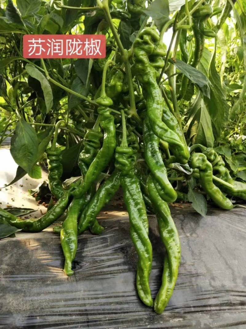 苏润陇椒螺丝椒种子辣椒种籽中早熟高产皱皮特辣厚皮
