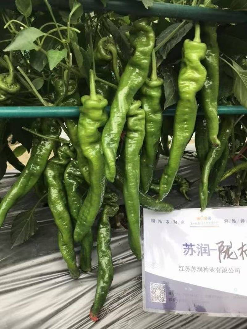 苏润陇椒螺丝椒种子辣椒种籽中早熟高产皱皮特辣厚皮