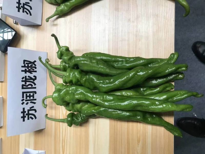 苏润陇椒螺丝椒种子辣椒种籽中早熟高产皱皮特辣厚皮