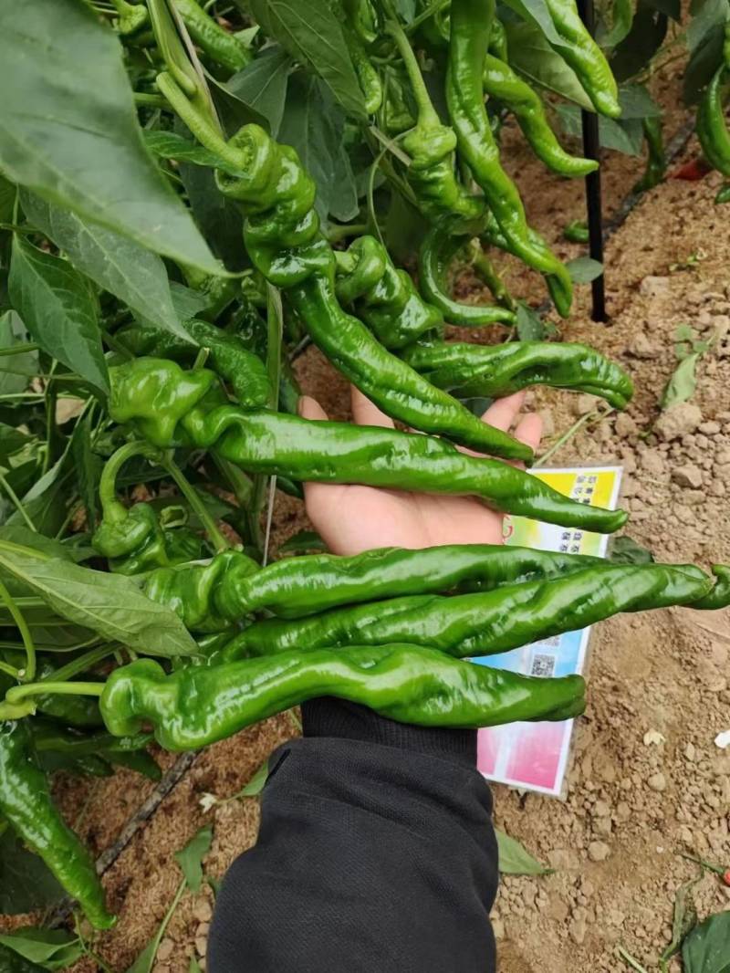 苏润陇椒螺丝椒种子辣椒种籽中早熟高产皱皮特辣厚皮