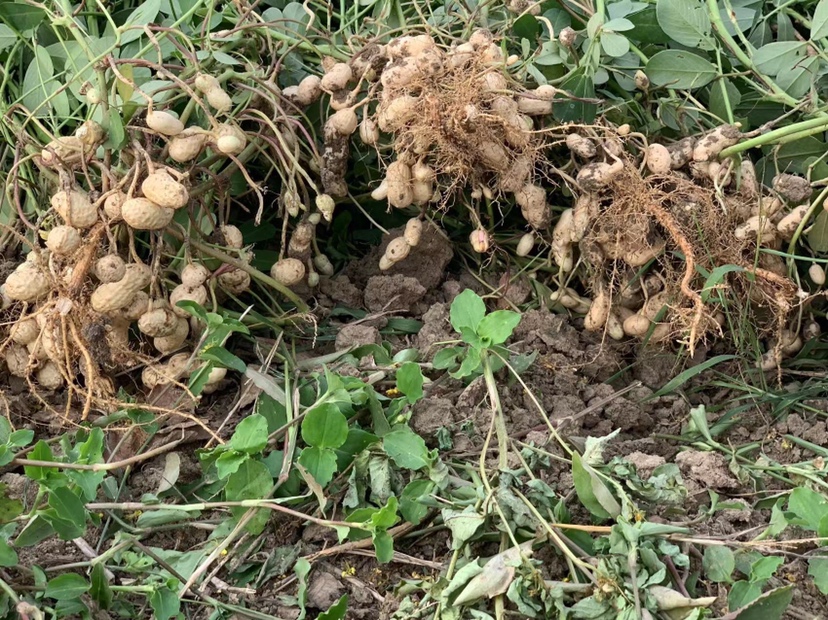 花生联合收获机田间作业