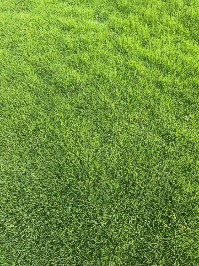 满草台湾二号出售12分货的台湾草可起草块和草巻欢迎