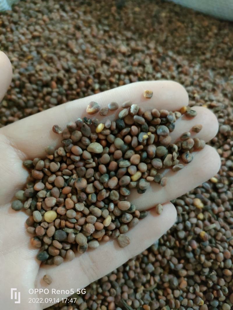 （热销）炒莱菔子生莱菔子炒卜子实物拍摄地道药材欢迎下