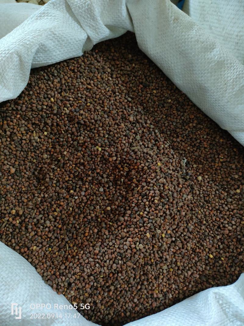 （热销）炒莱菔子生莱菔子炒卜子实物拍摄地道药材欢迎下