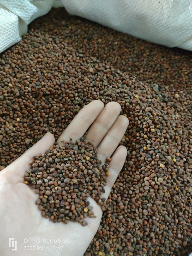 （热销）炒莱菔子生莱菔子炒卜子实物拍摄地道药材欢迎下