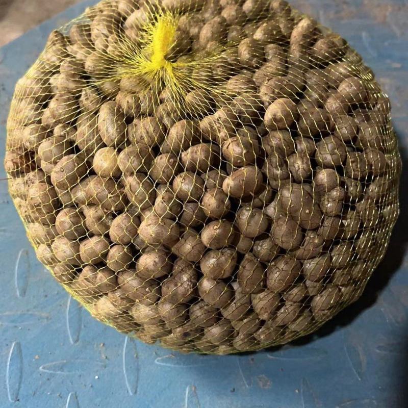麻山药豆基地直发