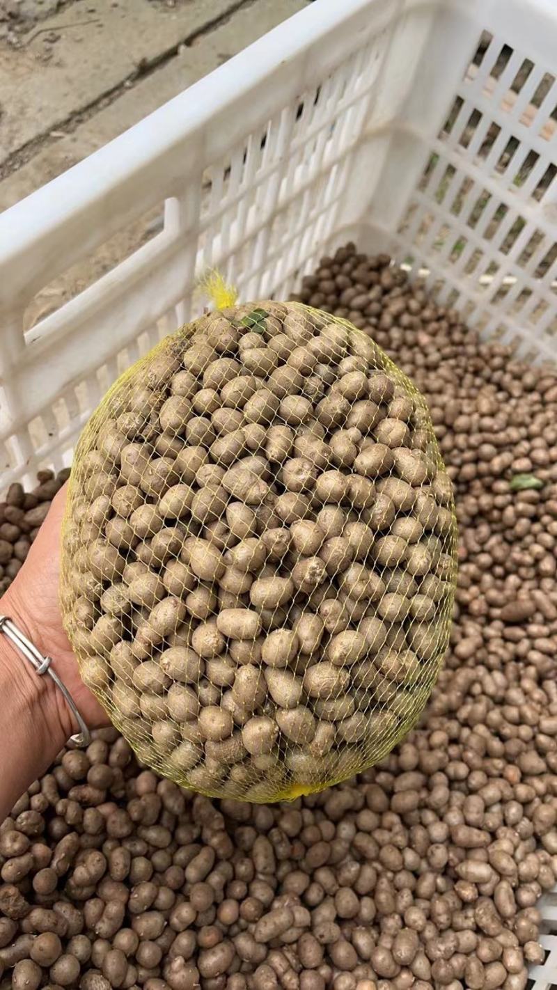 麻山药豆基地直发