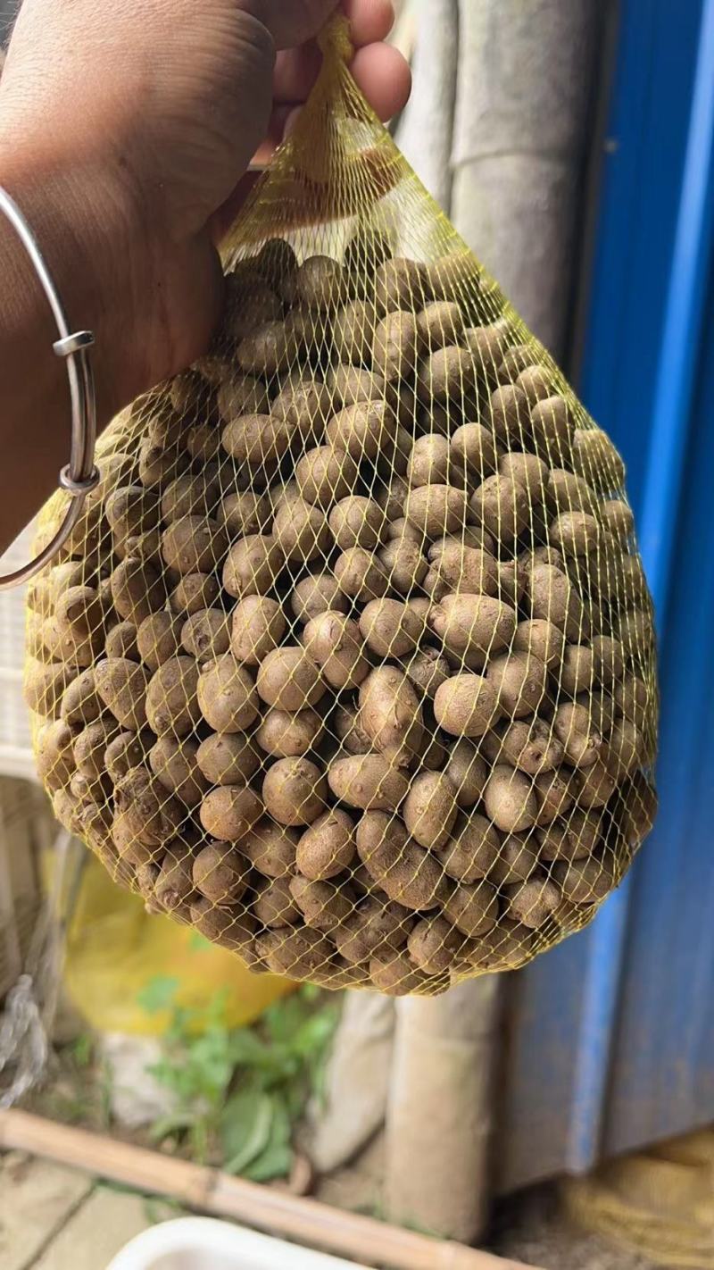 麻山药豆基地直发
