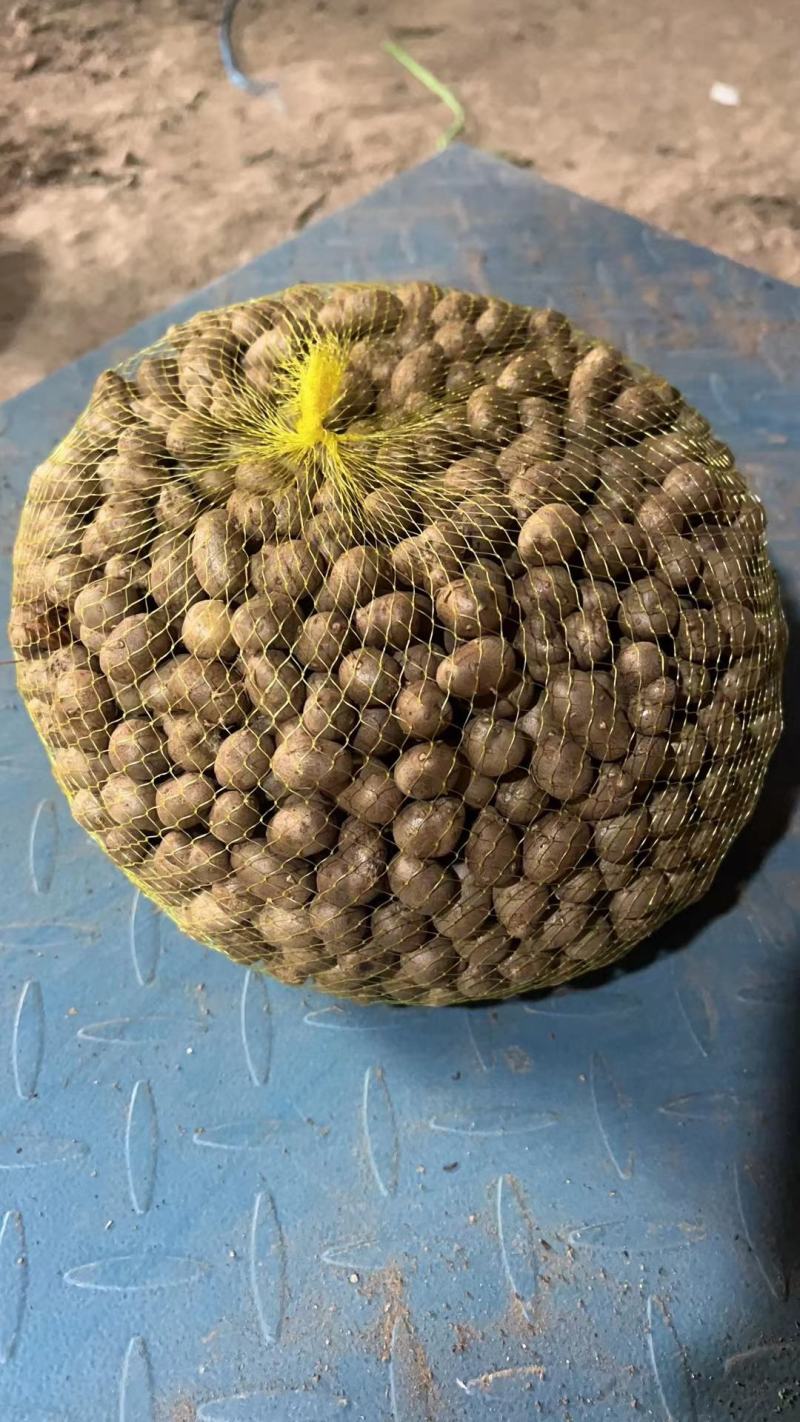 麻山药豆基地直发