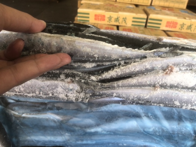 秋刀鱼国产秋刀鱼秋刀鱼新鲜秋刀鱼本港秋刀鱼