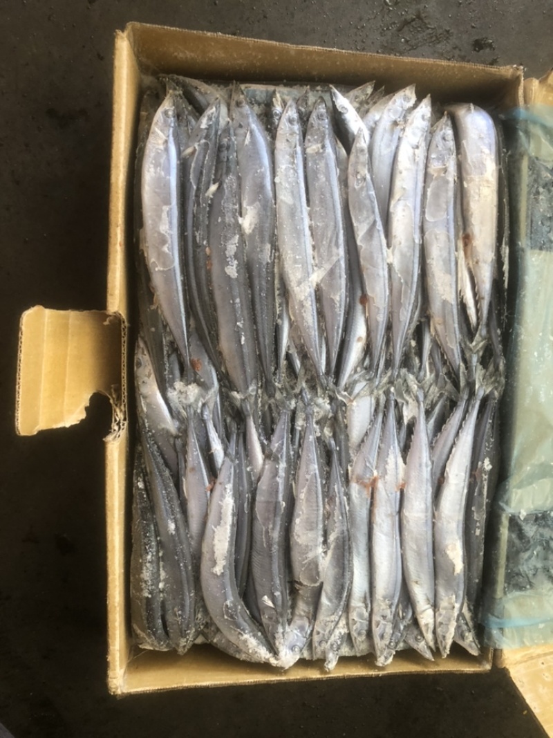 秋刀鱼国产秋刀鱼秋刀鱼新鲜秋刀鱼本港秋刀鱼