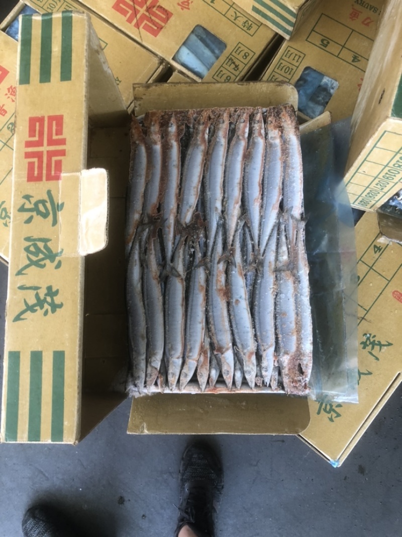 秋刀鱼国产秋刀鱼秋刀鱼新鲜秋刀鱼本港秋刀鱼