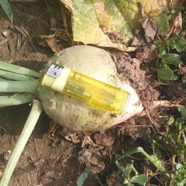 大量芥菜头上市可散装袋装欢迎各位腌制厂电商来电