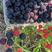 哈瑞太兹树莓苗，红树莓苗，黑树莓苗，果期长产量高，