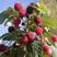 哈瑞太兹树莓苗，红树莓苗，黑树莓苗，果期长产量高，