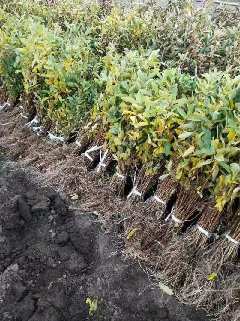 蓝靛果苗，当年结果，死苗补发，包成活，