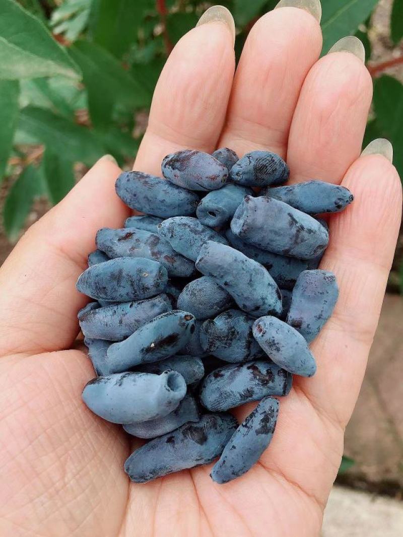 蓝靛果苗，一年二年三年苗，大树，规格齐全