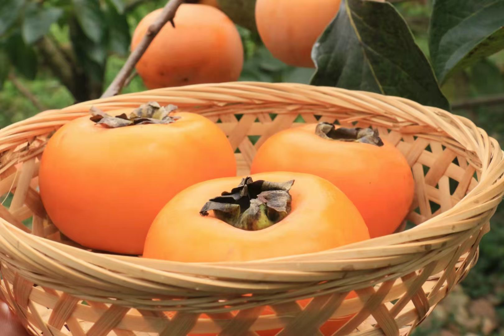 新鲜柿子储存在篮子里