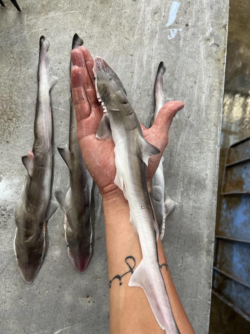 北海小鲨鱼20净重盘冻原条海鲜冻品水产冻品