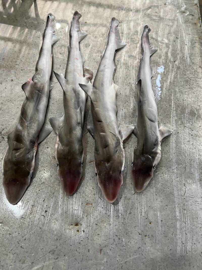 北海小鲨鱼20净重盘冻原条海鲜冻品水产冻品
