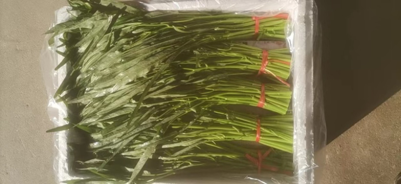 自己基地种植，有需要货的老板请从一亩田联系我有货