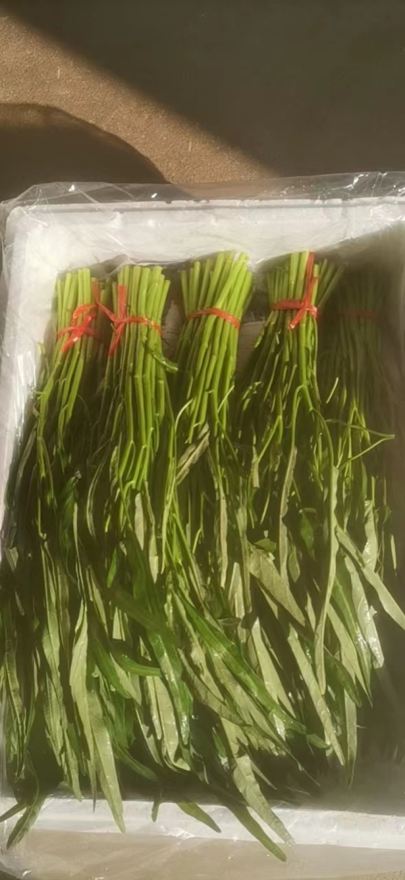 自己基地种植，有需要货的老板请从一亩田联系我有货