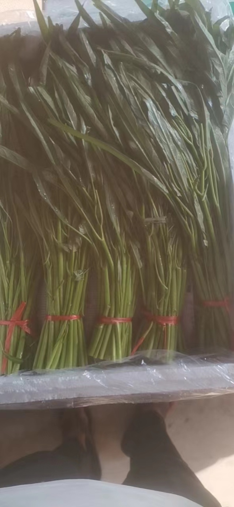自己基地种植，有需要货的老板请从一亩田联系我有货