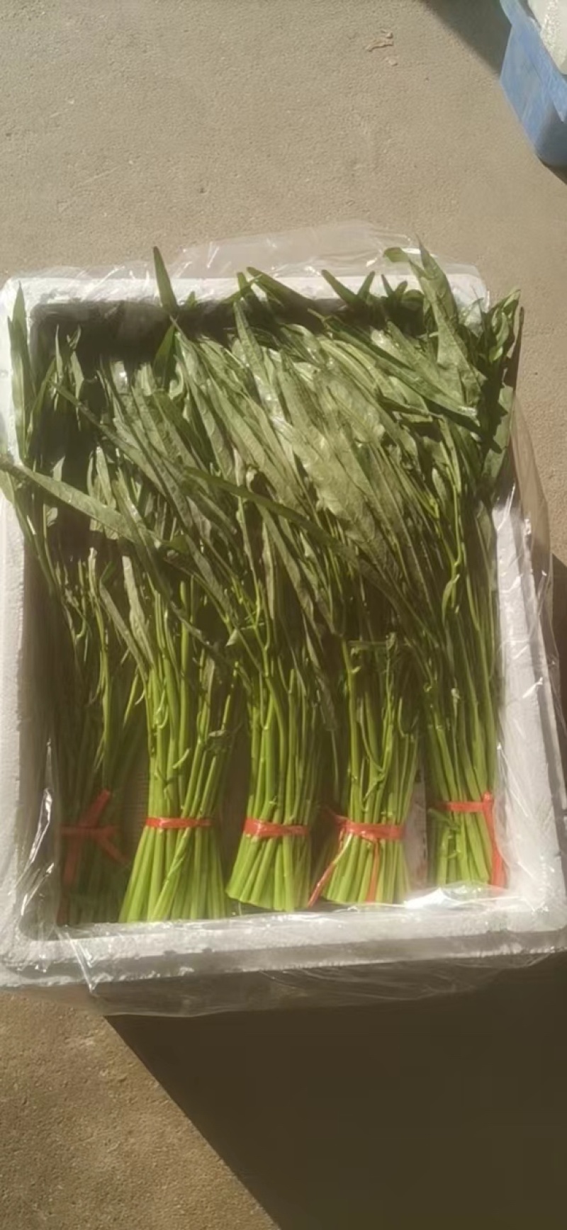 自己基地种植，有需要货的老板请从一亩田联系我有货