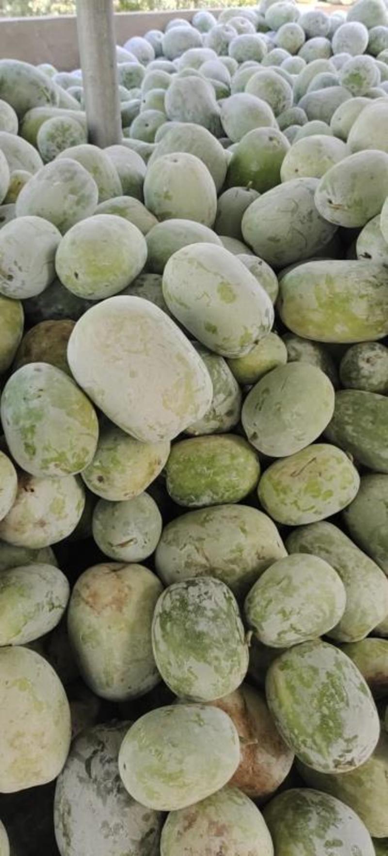 精品白皮冬瓜大量上市，产地冬瓜品质保证，欢迎来电