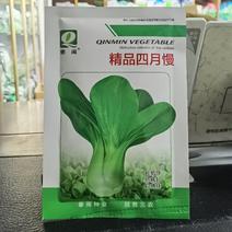 四月慢上海青种子四季播高产上海青菜种子农家小油菜籽蔬菜