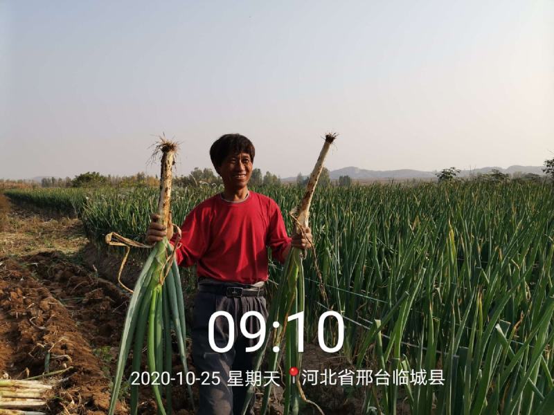 【实力推荐】河北邢台临城精品长白大葱50-70cm量大