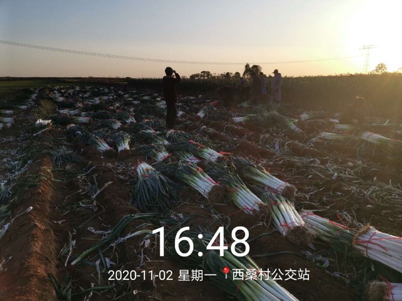 【实力推荐】河北邢台临城精品长白大葱50-70cm量大