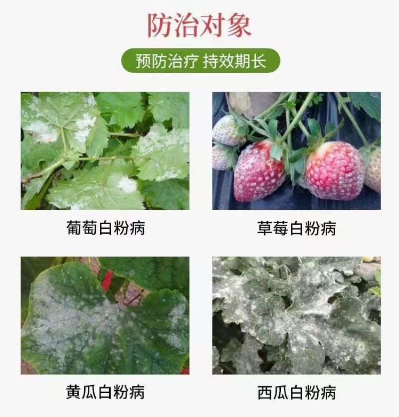 25%乙嘧酚磺酸酯治黄瓜草莓辣椒蔬菜果树抗性白粉病专用药