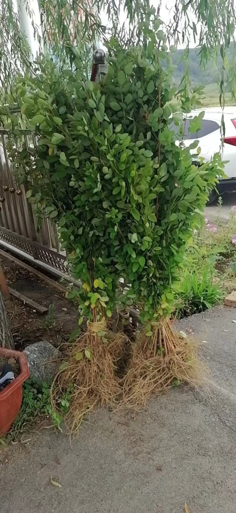 胡枝子