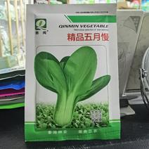 五月慢上海青种子四季播高产上海青菜种子农家小油菜籽蔬菜