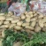 沃土土豆河南土豆土豆，马铃薯希森土豆，欢迎来电采购