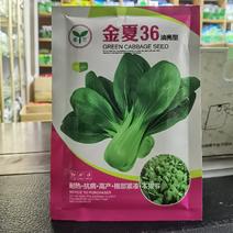 金夏36耐热青梗菜种子小油菜蔬菜南方北方夏天种青菜种子