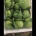 甘蓝