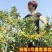 钙果树苗大中华钙果苗新品果树苗南北方种植盆栽地栽当年结果