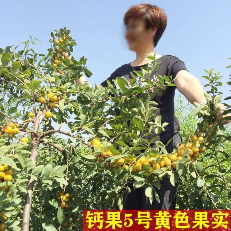 钙果树苗大中华钙果苗新品果树苗南北方种植盆栽地栽当年结果