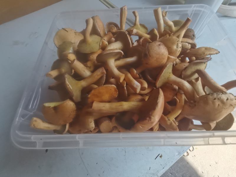 野生菌，红毛乳