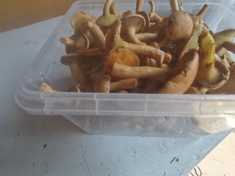 野生菌，红毛乳