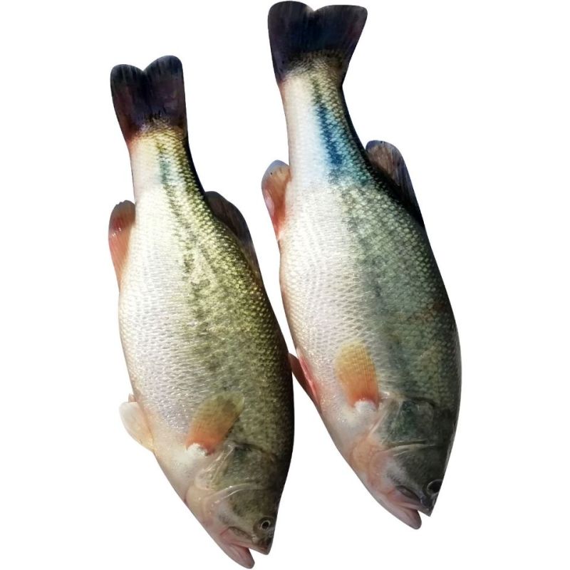 鲈鱼